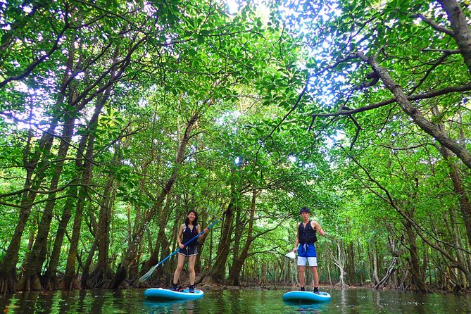 Okinawa Iriomote Mangrove SUP or Canoe Tour - What happens on the Urauchi River