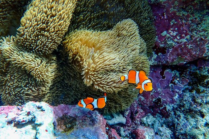 Okinawa Ishigaki Blue Cave Snorkeling Tour - The Blue Cave stop, with weather in mind