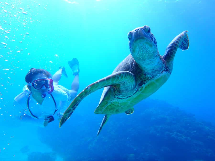 Okinawa : Kerama Whole Day Snorkeling Tour From Chatan/Naha - What each stop offers underwater