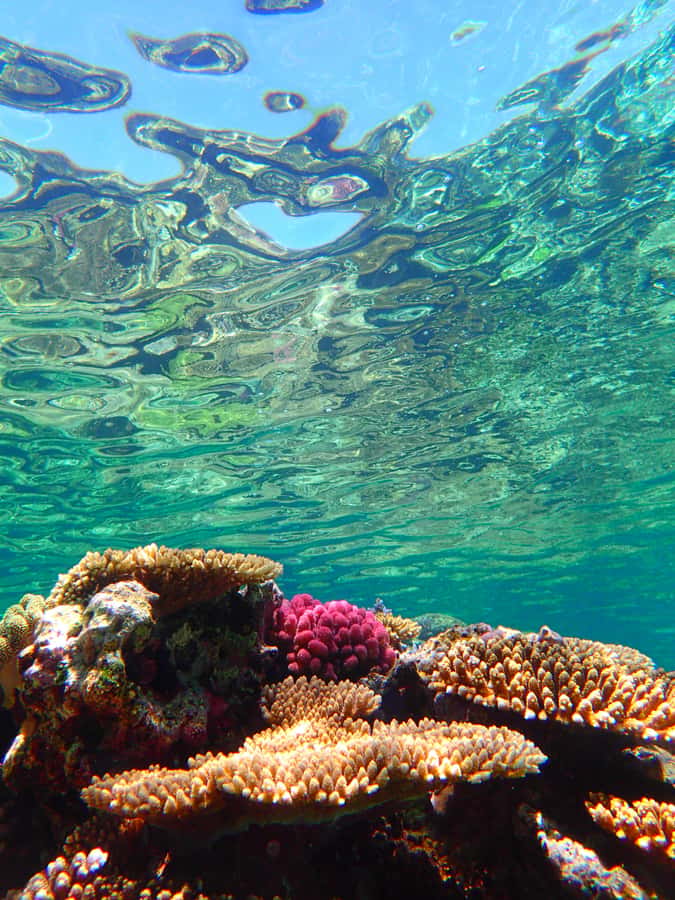 Okinawa : Kerama Whole Day Snorkeling Tour From Chatan/Naha - Who will enjoy this tour most