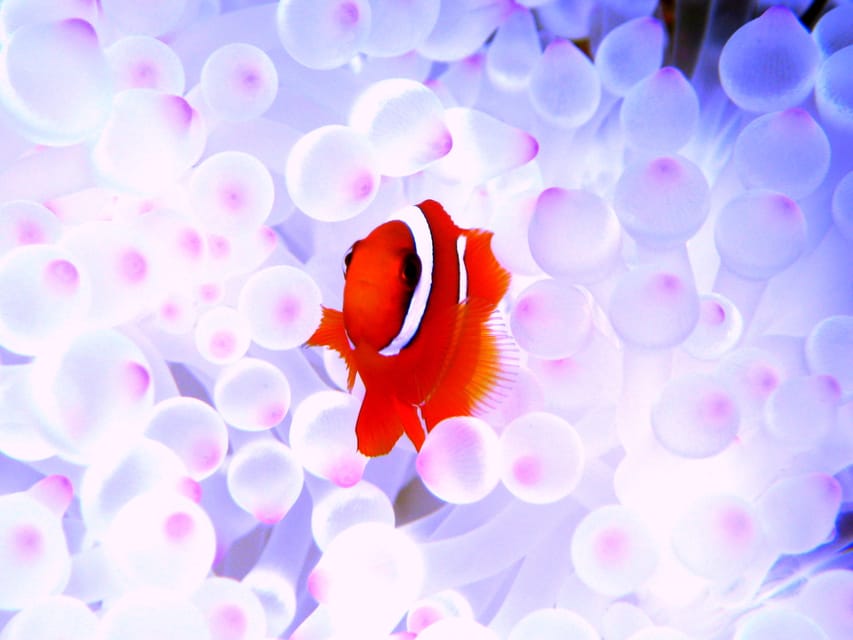 Okinawa: Naha: 1 day Kerama Islands diving‣ license required - Should you book this Kerama Islands trip?