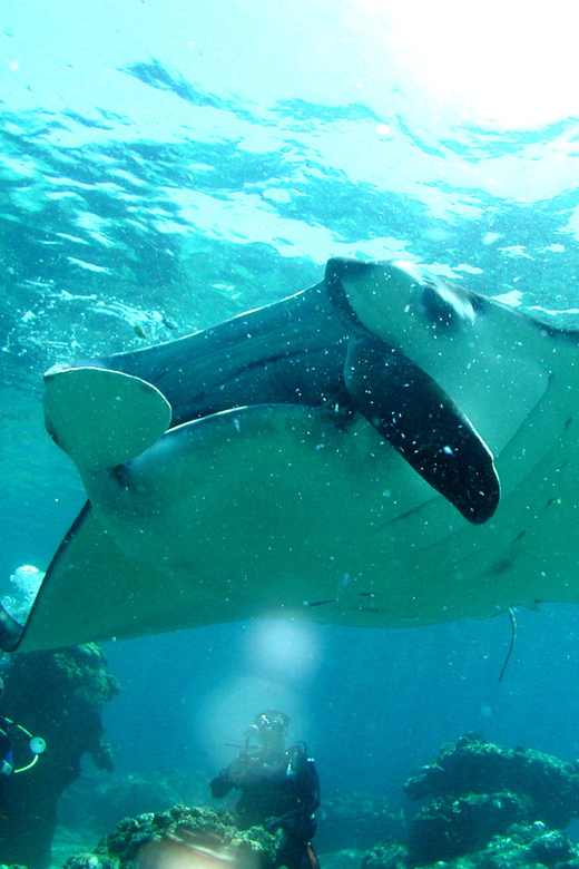 Okinawa: Naha: 1 day Kerama Islands diving‣ license required - Leaving Naha at 8:00 AM