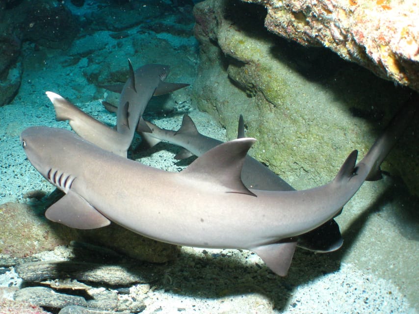 Okinawa: Naha: 1 day Kerama Islands diving‣ license required - What the instructors add, and where communication can slip