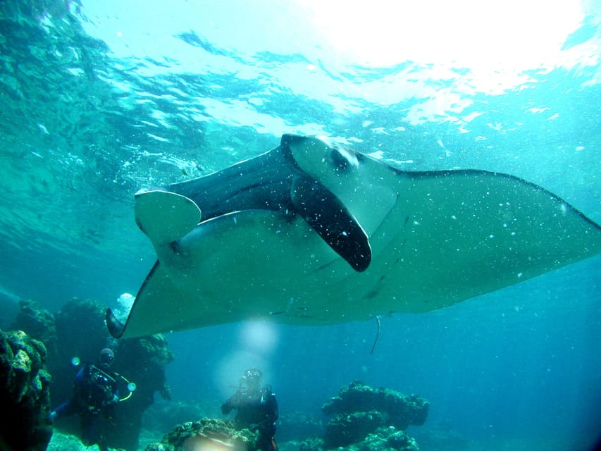 Okinawa: Naha: 1 day Kerama Islands diving‣ license required - Summer touches: shaved ice and free swim rings