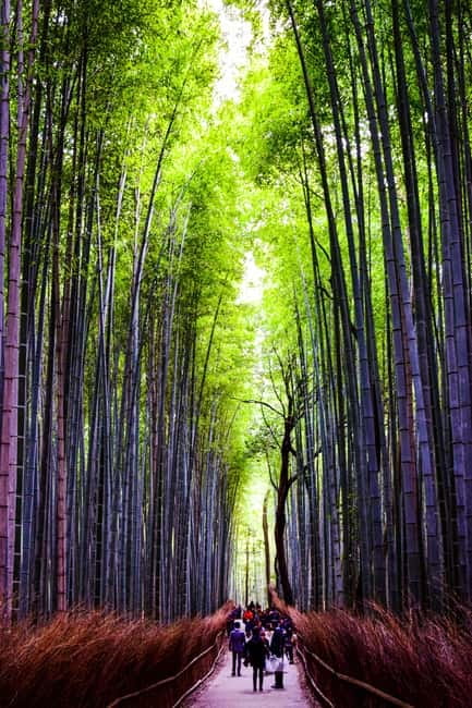 Osaka: Kyoto and Nara Private Day Trip - Key points to know before booking