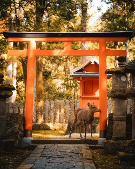 Osaka: Kyoto and Nara Private Day Trip - What this private Osaka day trip is really trying to do