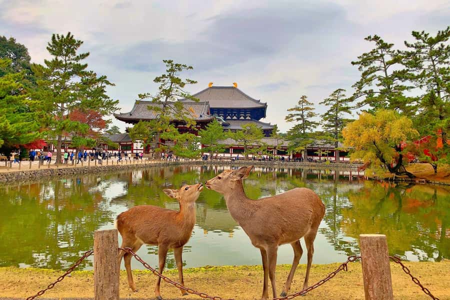 Osaka/Kyoto: Arashiyama, Nara & Fushimi Inari Shrine w/Lunch - What the guides add to a largely independent visit