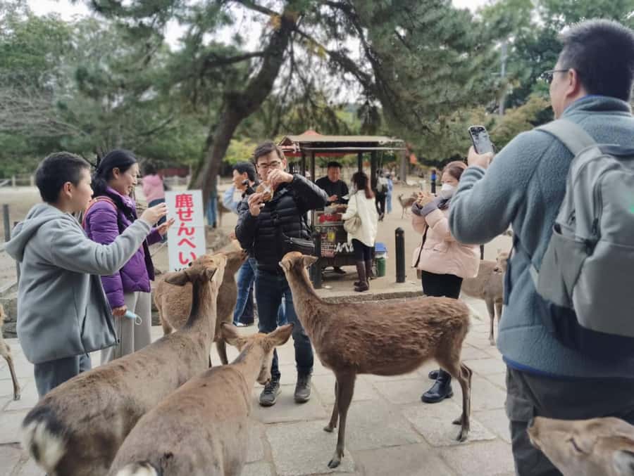 Osaka/Kyoto: Arashiyama, Nara & Fushimi Inari Shrine w/Lunch - The $61 price: a useful package, not a slow-paced tour