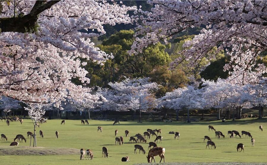 Osaka/Kyoto: Arashiyama, Nara Park, Fushimi Shrine Tour - What this Osaka and Kyoto day trip really covers