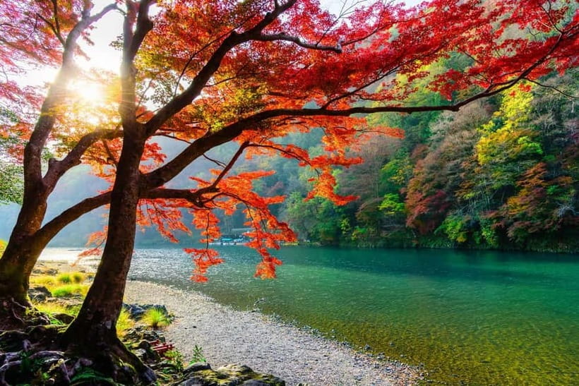 Osaka/Kyoto: Katsuoji, Kinkakuji, Arashiyama 1-Day Bus Tour - Who should book this bus tour