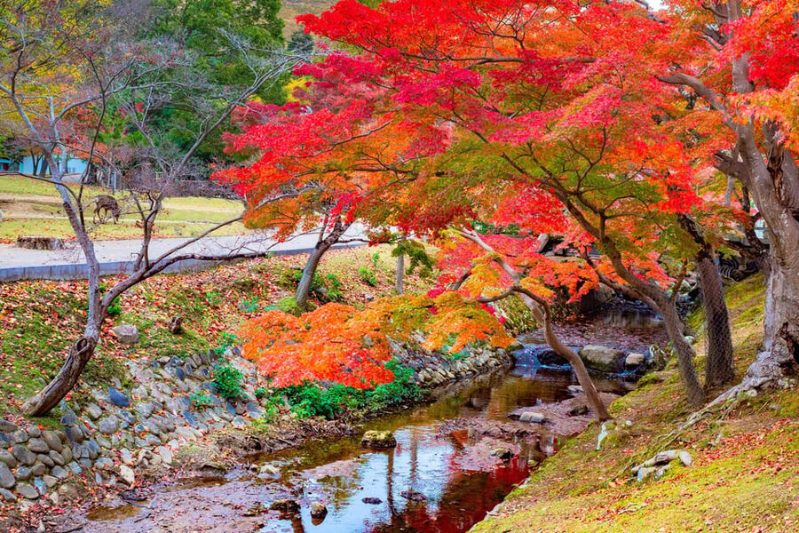 Osaka/Kyoto: Katsuoji, Kinkakuji, Arashiyama 1-Day Bus Tour - How the bus and guide service shape the day