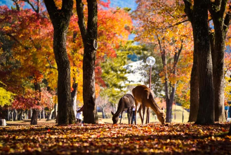 Osaka/Kyoto:Kinkakuji,Arashiyama,FushimiInariShrine,NaraPark - Should you book it?