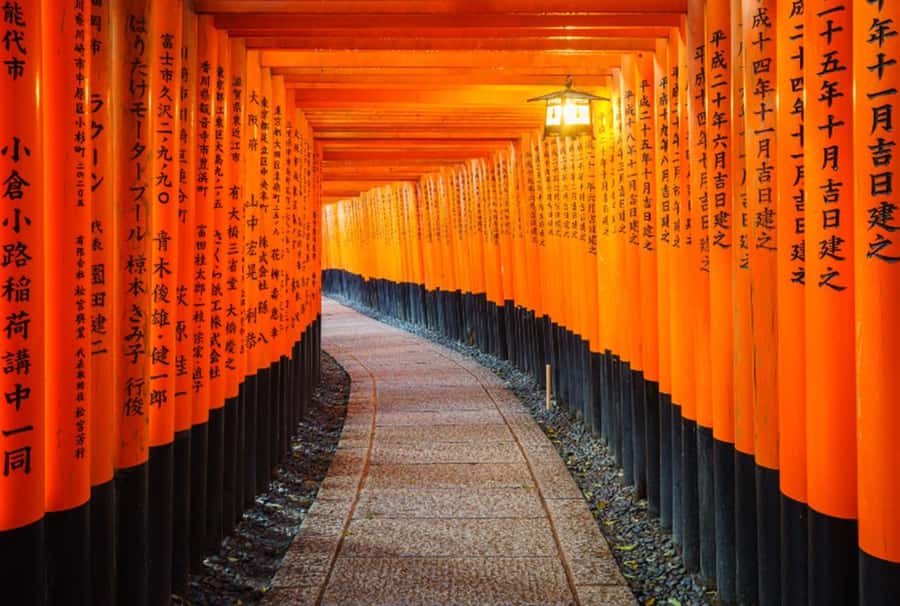 Osaka/Kyoto:Kinkakuji,Arashiyama,FushimiInariShrine,NaraPark - Nara Park and Todai-ji: deer first, Buddha second