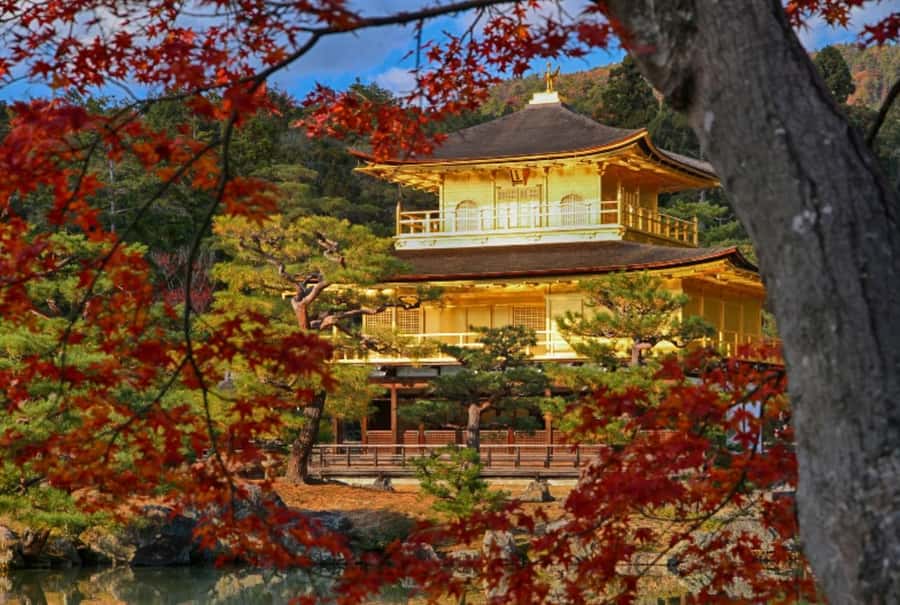 Osaka/Kyoto:Kinkakuji,Arashiyama,FushimiInariShrine,NaraPark - How the guides shape the day