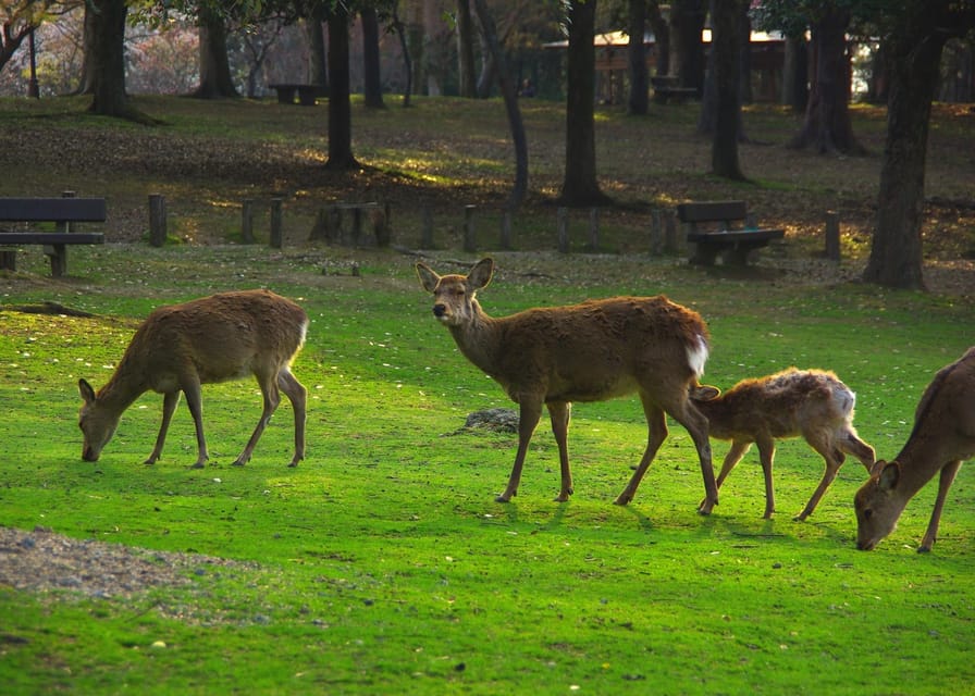 Osaka/Kyoto:Kinkakuji,Arashiyama,FushimiInariShrine,NaraPark - Is the Kobe beef lunch worth choosing?