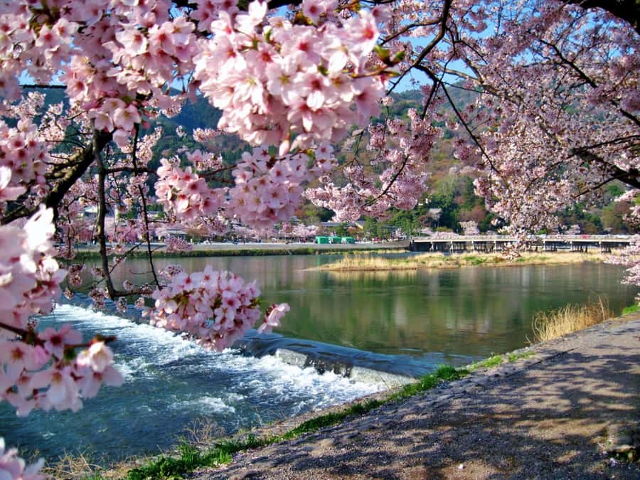 Osaka/Kyoto:Kinkakuji,Arashiyama,FushimiInariShrine,NaraPark - Who this $66 day trip suits best