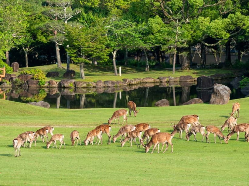 Osaka: Kyoto & Nara & Uji Historical and Scenic One-Day Tour - Key points at a glance