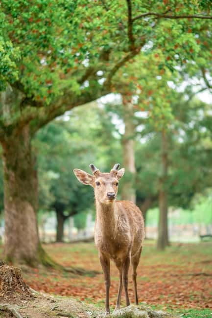 Osaka: Kyoto & Nara & Uji Historical and Scenic One-Day Tour - Fushimi Inari’s red torii