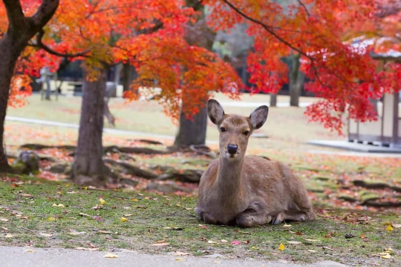 Osaka: Kyoto & Nara & Uji Historical and Scenic One-Day Tour - Timing, transport, and the walking load