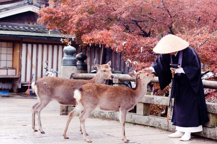 Osaka/Kyoto: Private Kyoto and Nara Day Trip - Nara Park and the famous deer