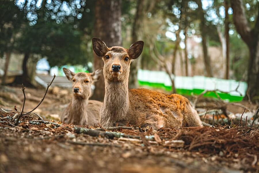 Osaka/Kyoto: Private Kyoto and Nara Day Trip - The Kyoto-only plan gives you more breathing room