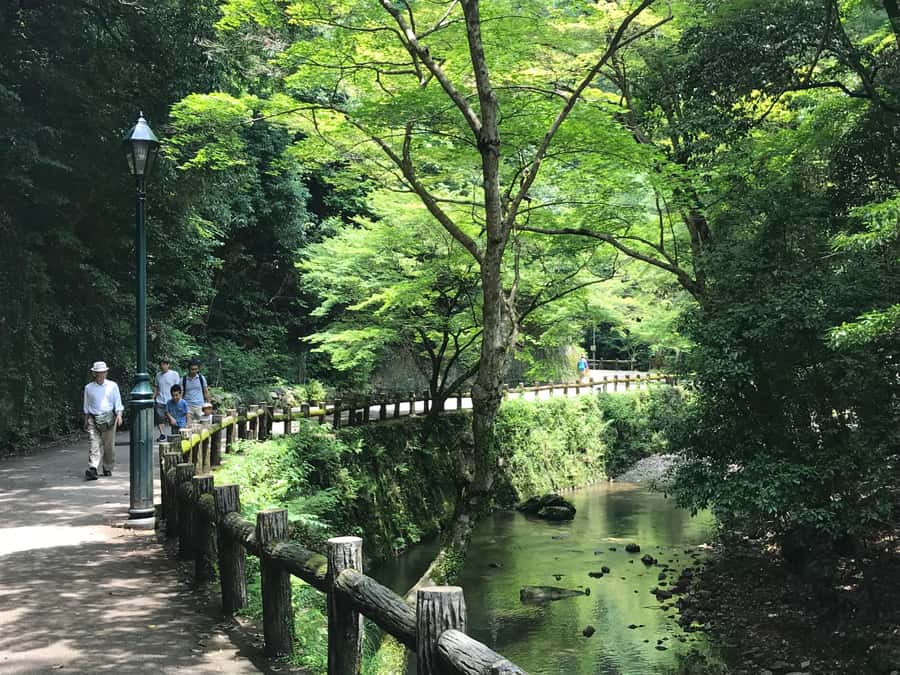 Osaka: Mino Forest Walk and Giant Waterfall with Local Lunch - The 30-minute forest hike to Mino Falls
