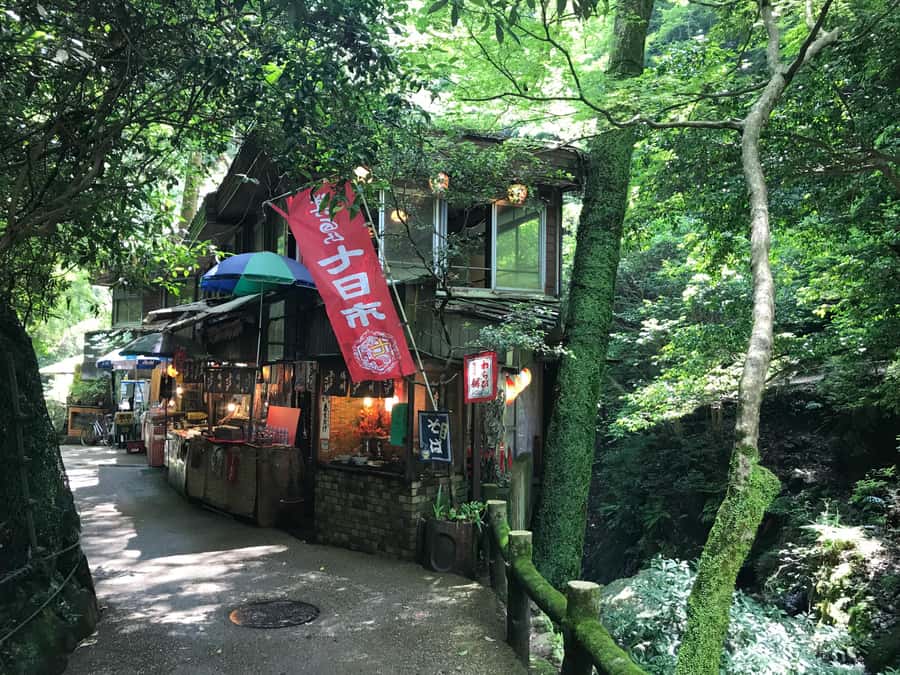 Osaka: Mino Forest Walk and Giant Waterfall with Local Lunch - Who will enjoy this Mino outing most