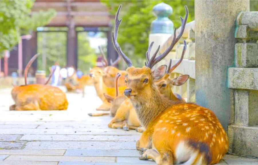 Osaka: Nara and Uji Day Trip with Deer Park and Hot Spring - Guide style, group pace, and language