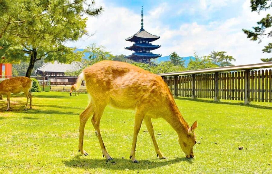 Osaka: Nara and Uji Day Trip with Deer Park and Hot Spring - Feeding the deer beneath Nara’s maple trees