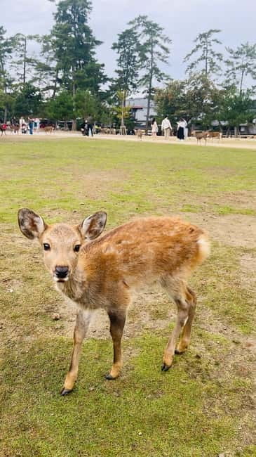 Osaka & Nara: Private Tour with English speaking guide - Todai-ji and the Great Buddha