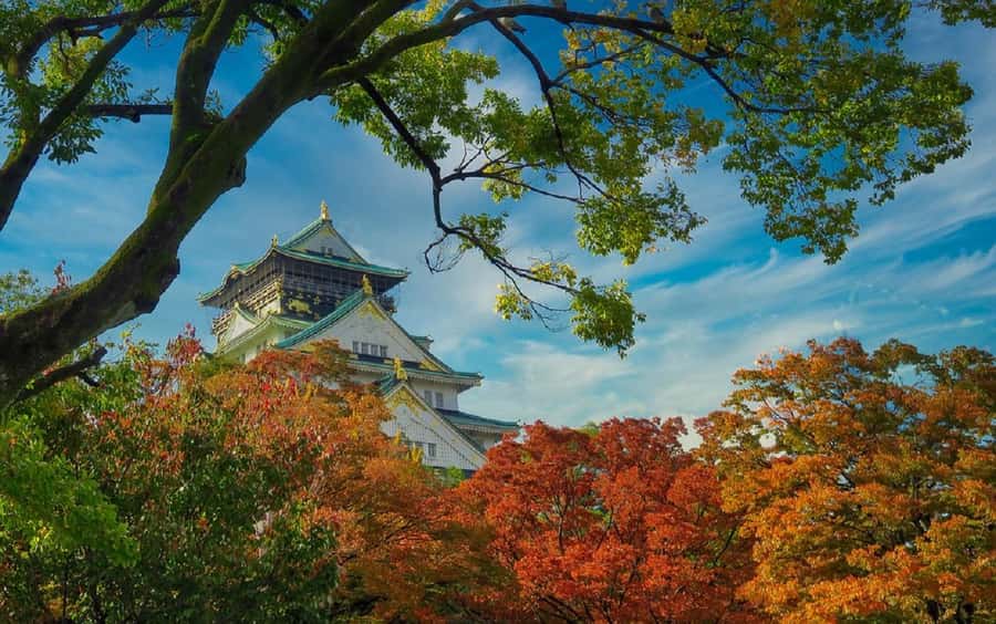 Osaka: Osaka Castle 3 hours Historical Walking Tour - Hokoku Shrine and Toyotomi Hideyoshi’s legacy