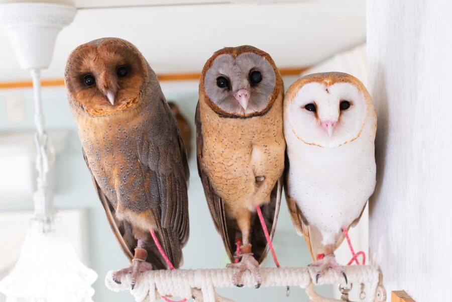 Owl Cafe Tokyo Akiba Fukurou - Key points to know before you book