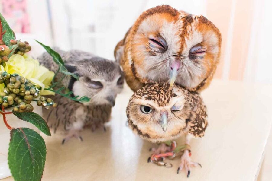 Owl Cafe Tokyo Akiba Fukurou - My take on the owl encounter
