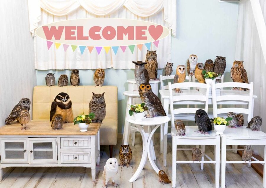 Owl Cafe Tokyo Akiba Fukurou - Meeting owls in the middle of Akihabara
