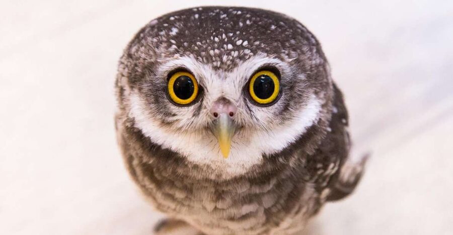 Owl Cafe Tokyo Akiba Fukurou - Holding an owl, not just looking at one