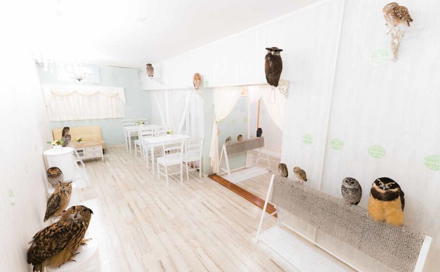 Owl Cafe Tokyo Akiba Fukurou - Photos without rushing the moment