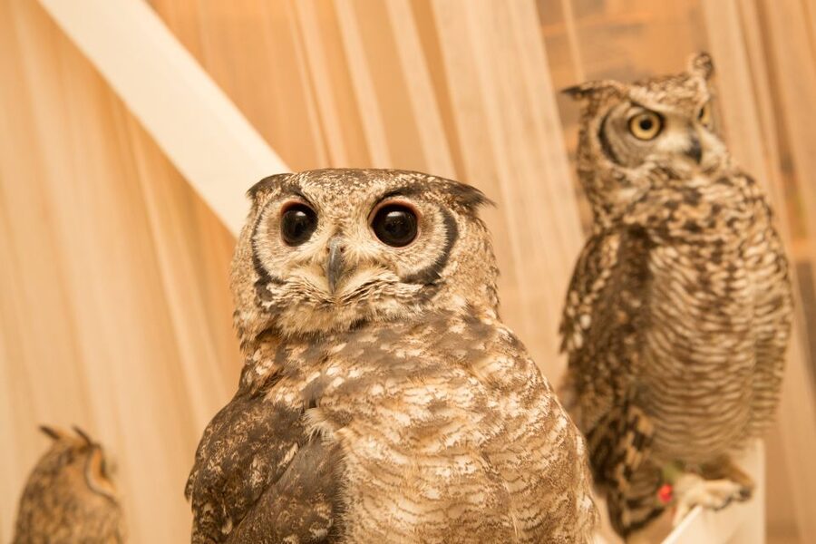 Owl Cafe Tokyo Akiba Fukurou - What the café name gets wrong