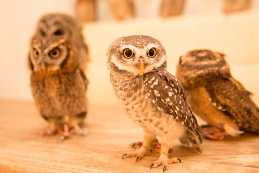 Owl Cafe Tokyo Akiba Fukurou - Is $35 a fair price?