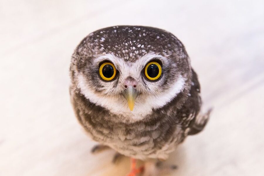 Owl Cafe Tokyo Akiba Fukurou - Who will enjoy this most?