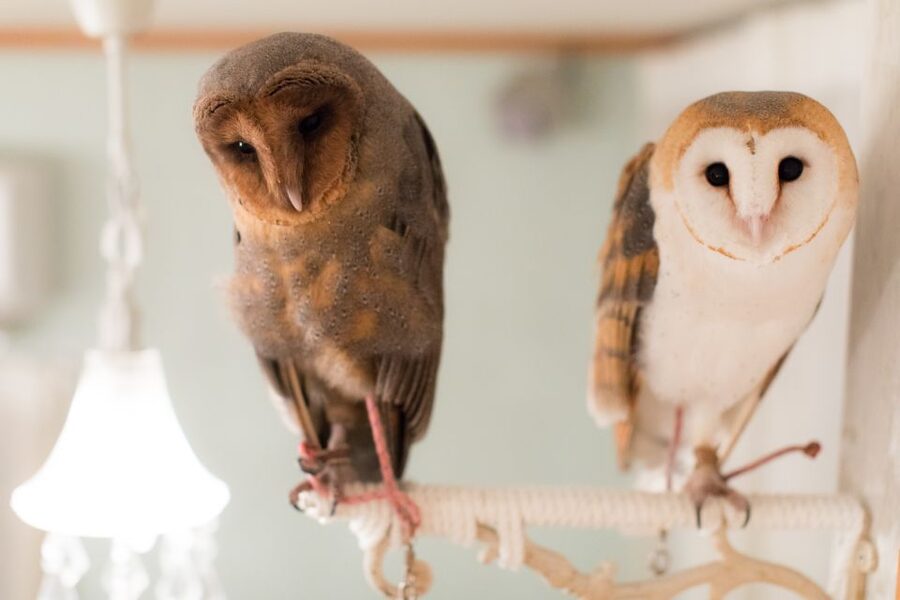 Owl Cafe Tokyo Akiba Fukurou - A practical visit plan