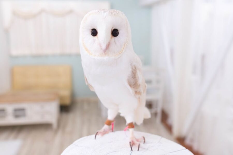 Owl Cafe Tokyo Akiba Fukurou - The opening instructions matter