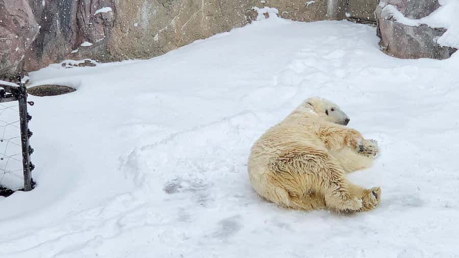 Penguin Fun & Snowmobile : Sapporo Winter (Asahiyama Zoo) - Ningle Terrace and the Takushinkan backup