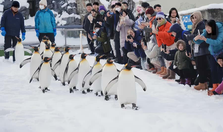 Penguin Fun & Snowmobile : Sapporo Winter (Asahiyama Zoo) - The Ken and Mary Tree photo stop