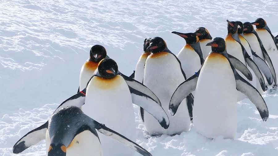 Penguin Fun & Snowmobile : Sapporo Winter (Asahiyama Zoo) - The real value of the $58 price