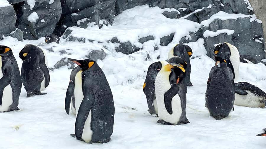Penguin Fun & Snowmobile : Sapporo Winter (Asahiyama Zoo) - Leaving Sapporo in a warm bus