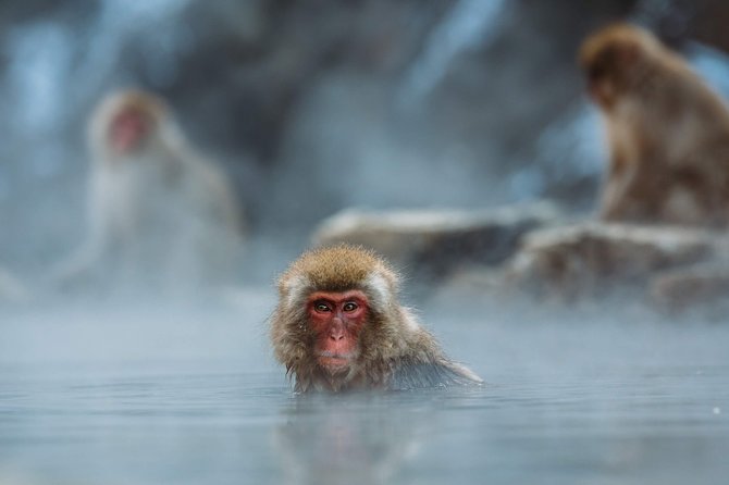 Private Nagano 1-Day Tour:Snow Monkeys,Zenko-ji,Obuse,Sake,Onsen - Obuse: lunch, chestnuts, sake, and a slower pace