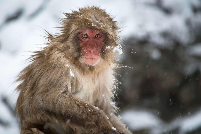 Private Nagano 1-Day Tour:Snow Monkeys,Zenko-ji,Obuse,Sake,Onsen - Onsen choices and what you pay separately