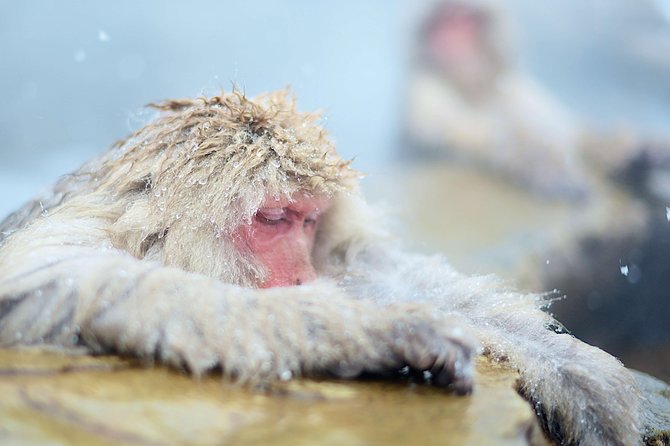Private Nagano 1-Day Tour:Snow Monkeys,Zenko-ji,Obuse,Sake,Onsen - Guides who make the private format worthwhile