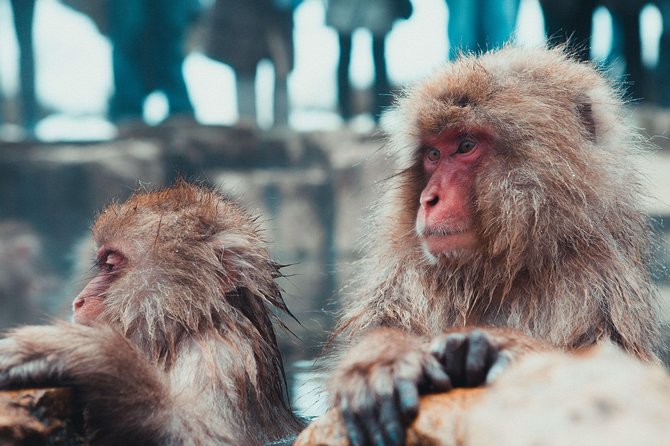 Private Nagano 1-Day Tour:Snow Monkeys,Zenko-ji,Obuse,Sake,Onsen - Jigokudani Snow Monkey Park: the day’s big moment