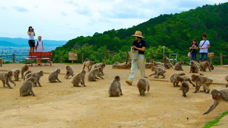 Private Tour to Monkey Park and Arashiyama Highlights - Feeding the Japanese Macaques the Right Way
